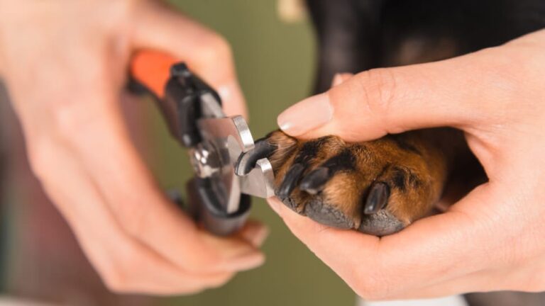 Can You Use Human Nail Clippers for Dogs