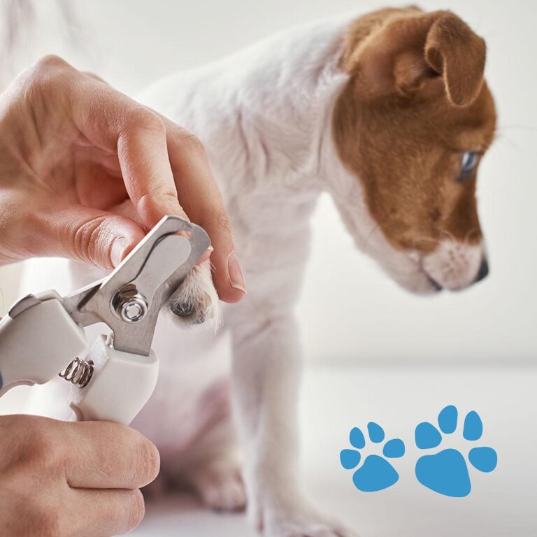 Is Dog Nail Trimming Necessary