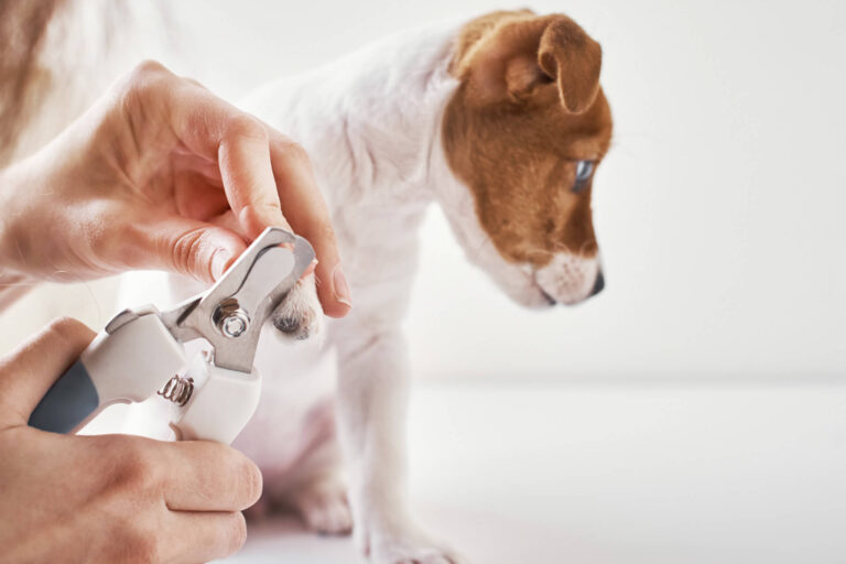 What is a Dog Nail Trimmer