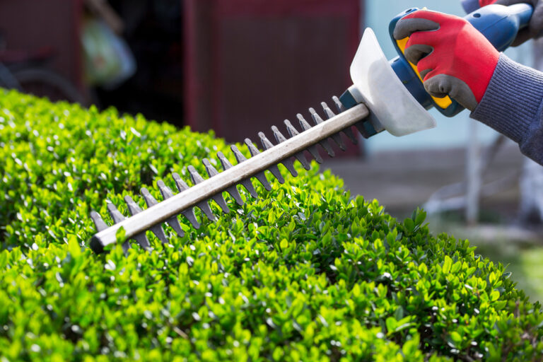 Can I Use Hedge Trimmer to Cut Grass