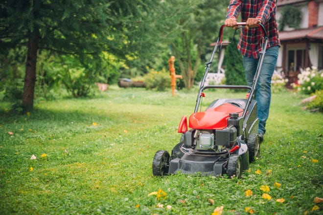 Where Can I Buy a Lawn Edger