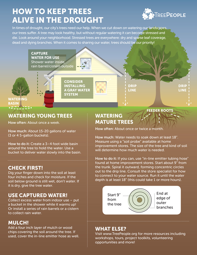 treeCare Infographic