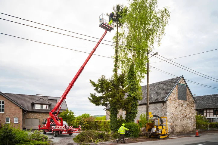 What is a Tree Trimmer?